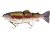 Real rainbow trout