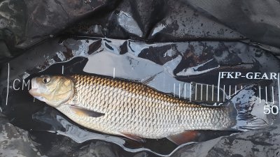 Zoom bild av perchstationfarna