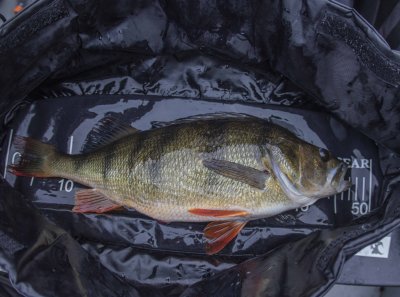 Zoom bild av perchstationabborre